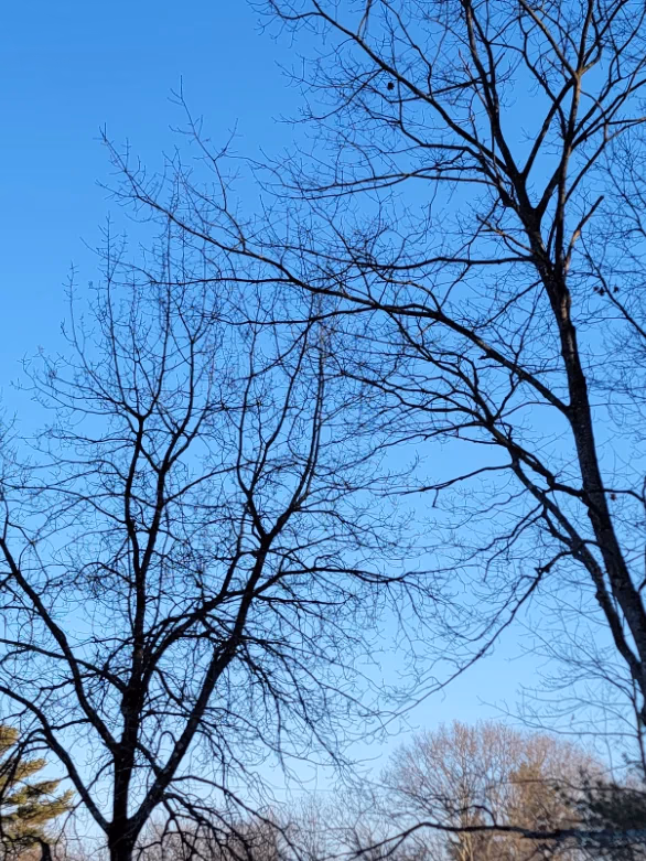 trees in winter